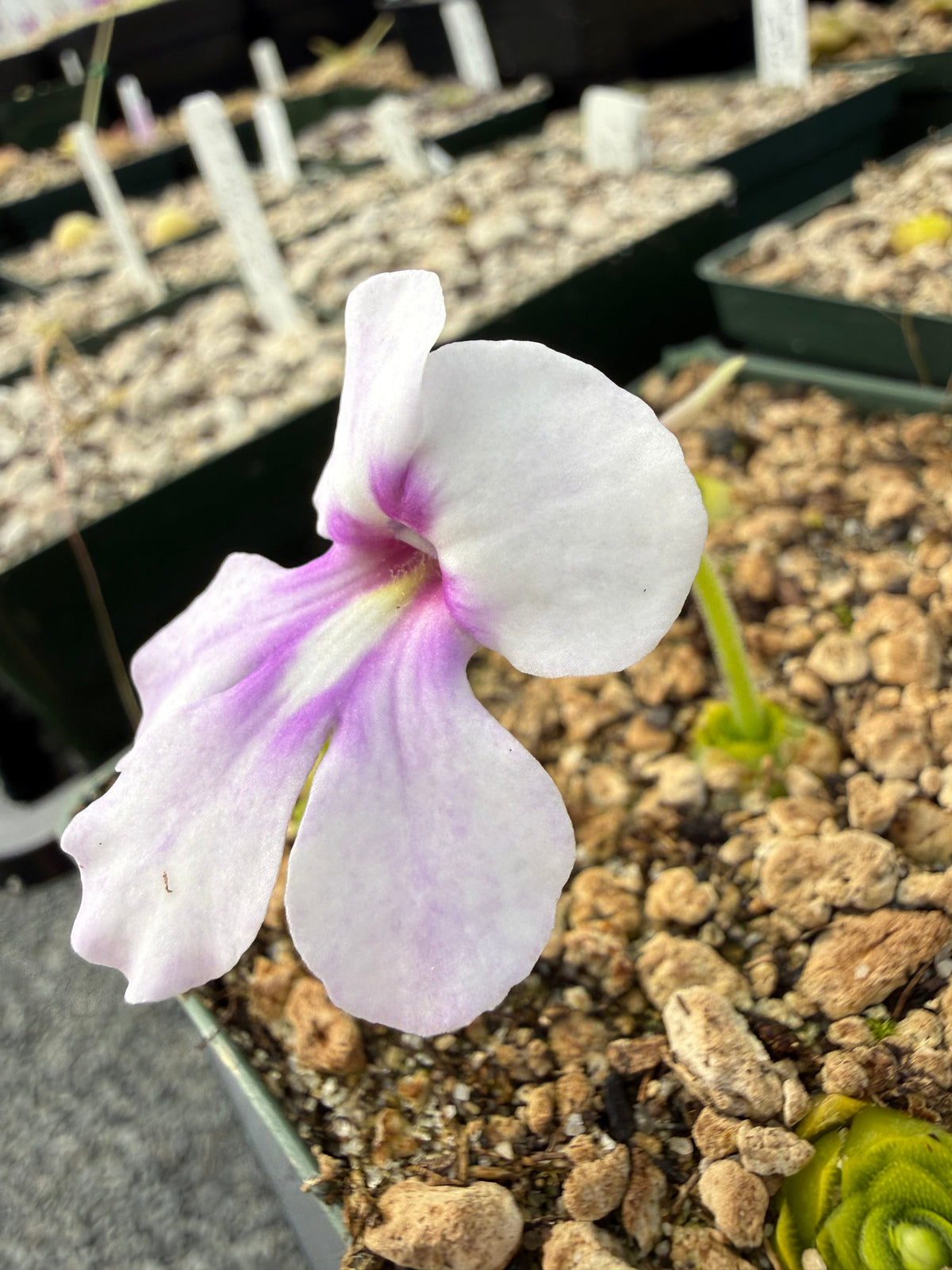 Pinguicula Ting Tang Butterwort