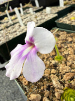 Pinguicula Ting Tang Butterwort