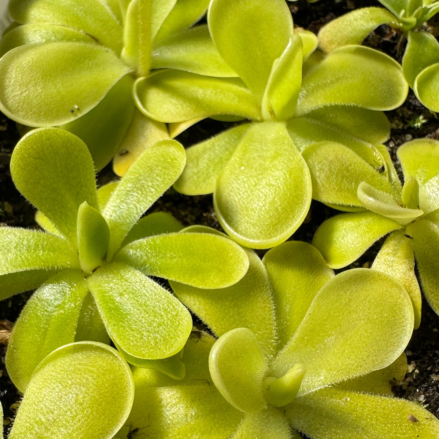 A clump of green Pinguicula grow in a tray 