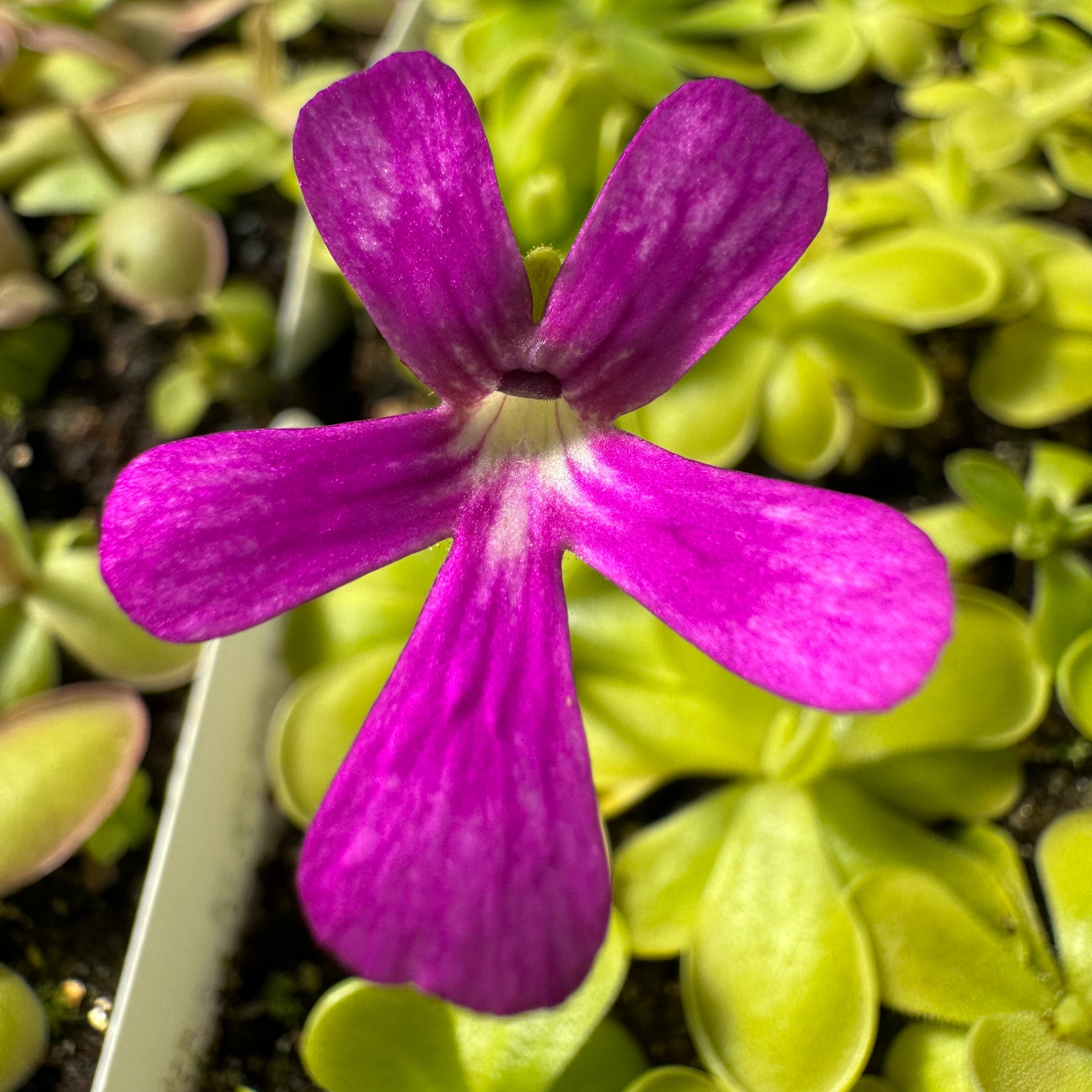 A bright pink Pinguicula flower grows out of a rosette of green leaves 