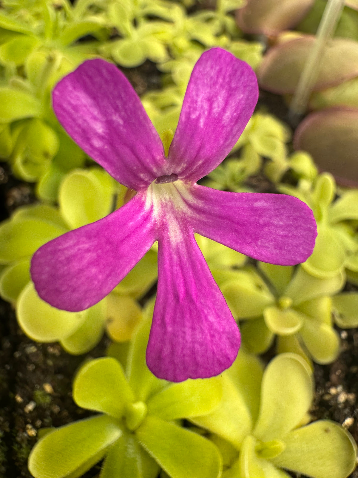 A close-up image of a Pinguicula plant with bright green rounded leaves and a pink flower.