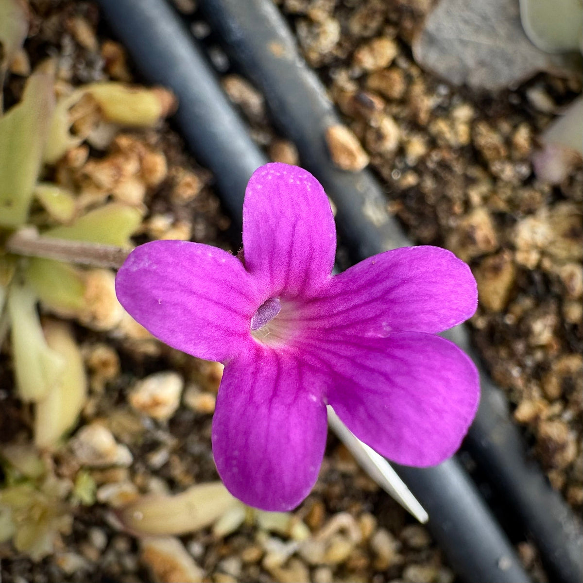 A bright pink pinguicula flower grows out of a pinguicula rosette in a nursery tray