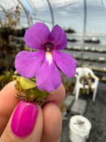 Pinguicula Walla Walla Butterwort