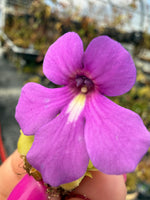 Pinguicula Walla Walla Butterwort