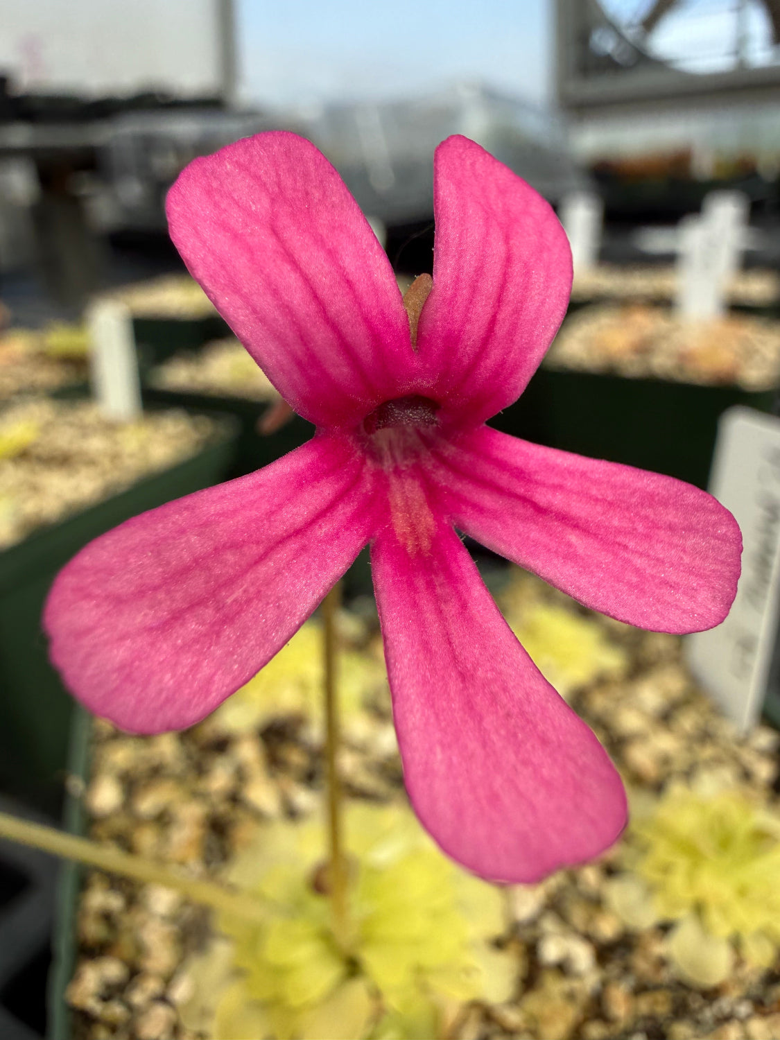 Close-up of a pink flower with a blurred background