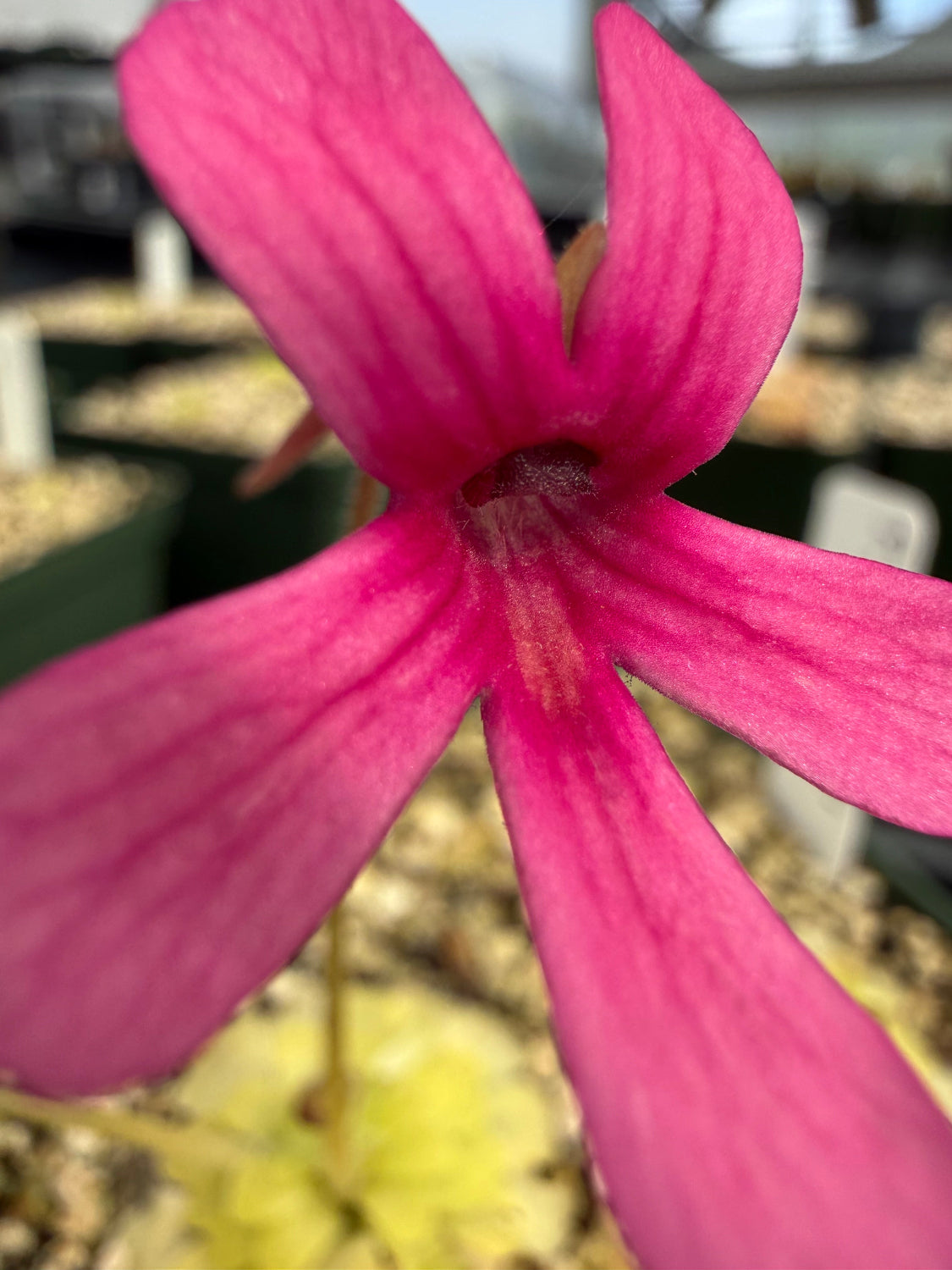 Close-up of a pink flower with a blurred background