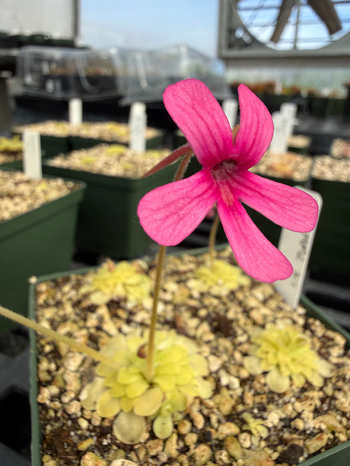 Close-up of a pink flower with a blurred background