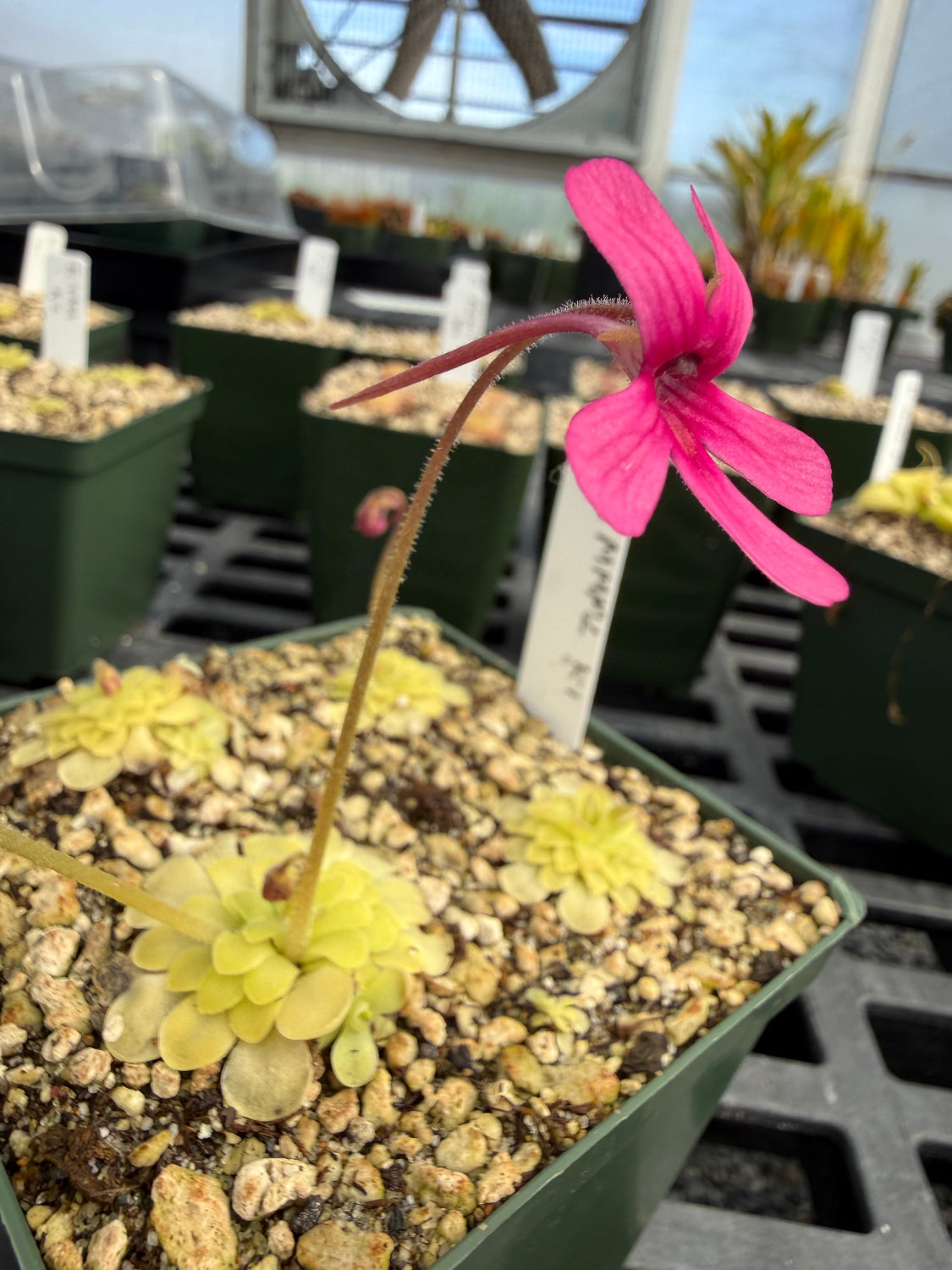Pink flower in a pot with a blurred background
