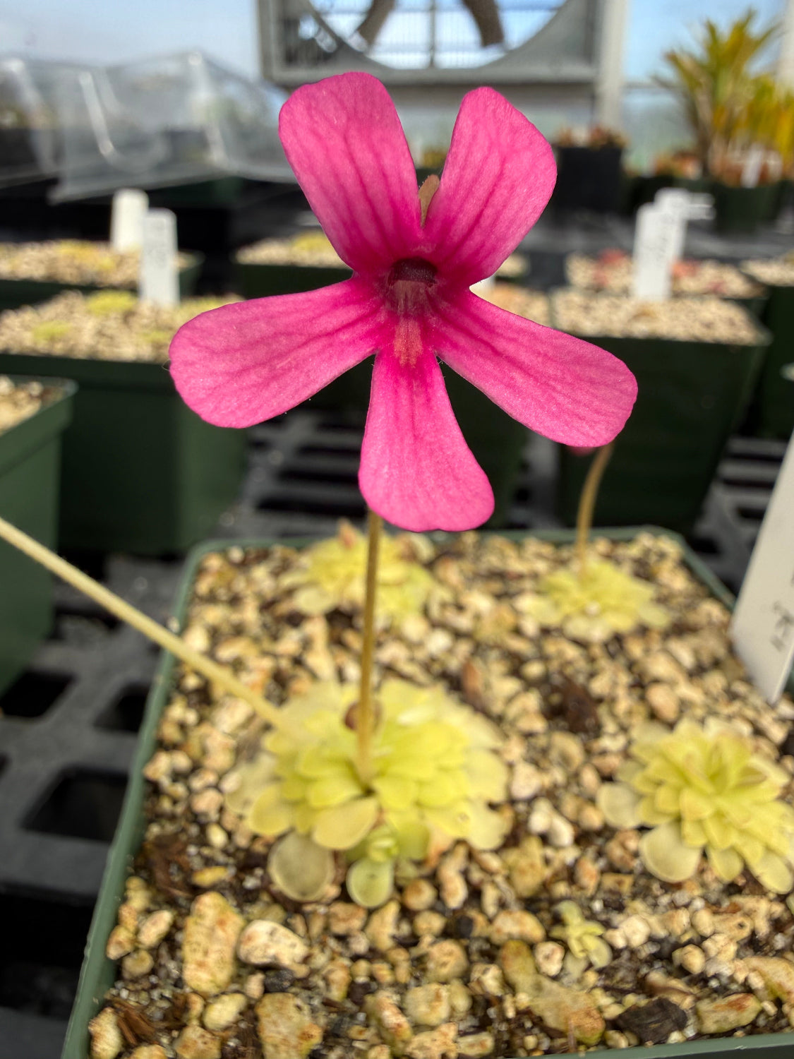 Pink flower in a pot with a blurred background