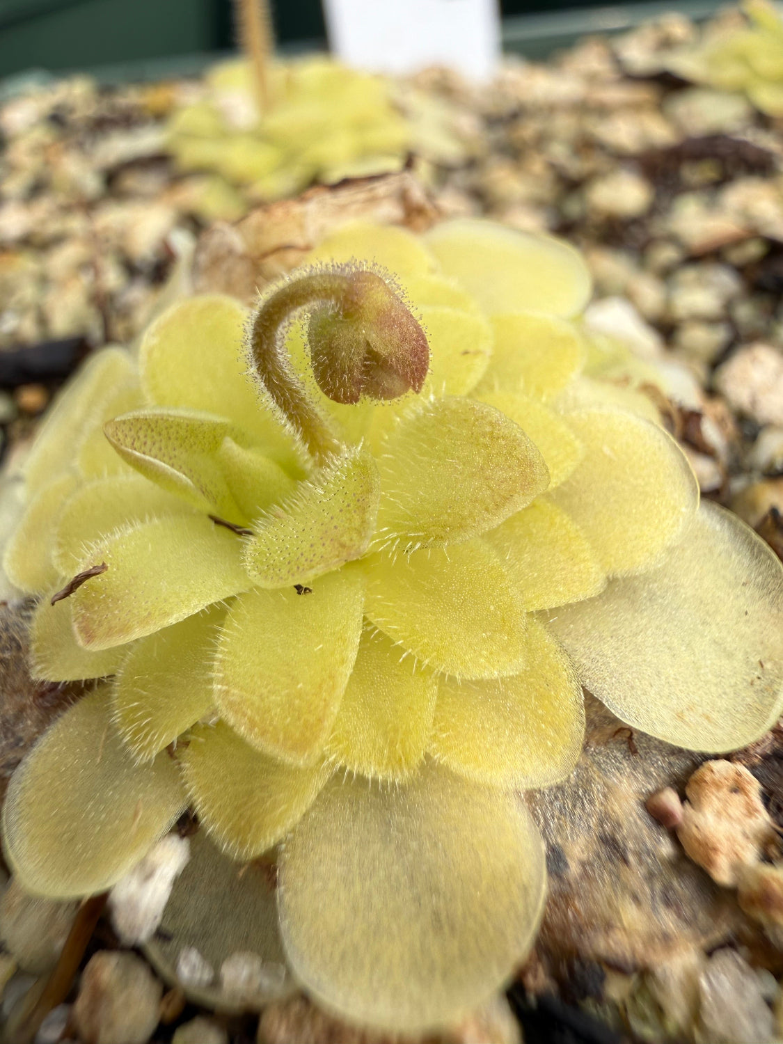 Close-up of a green succulent plant with a blurred natural background