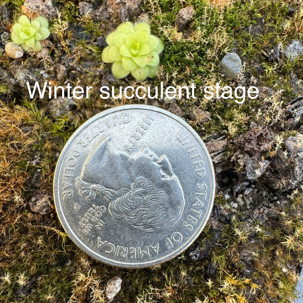 Pinguicula Winter Succulent