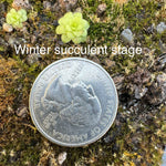 Pinguicula Winter Succulent