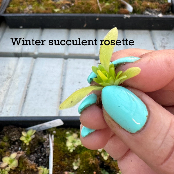 Pinguicula Winter Succulent rosette