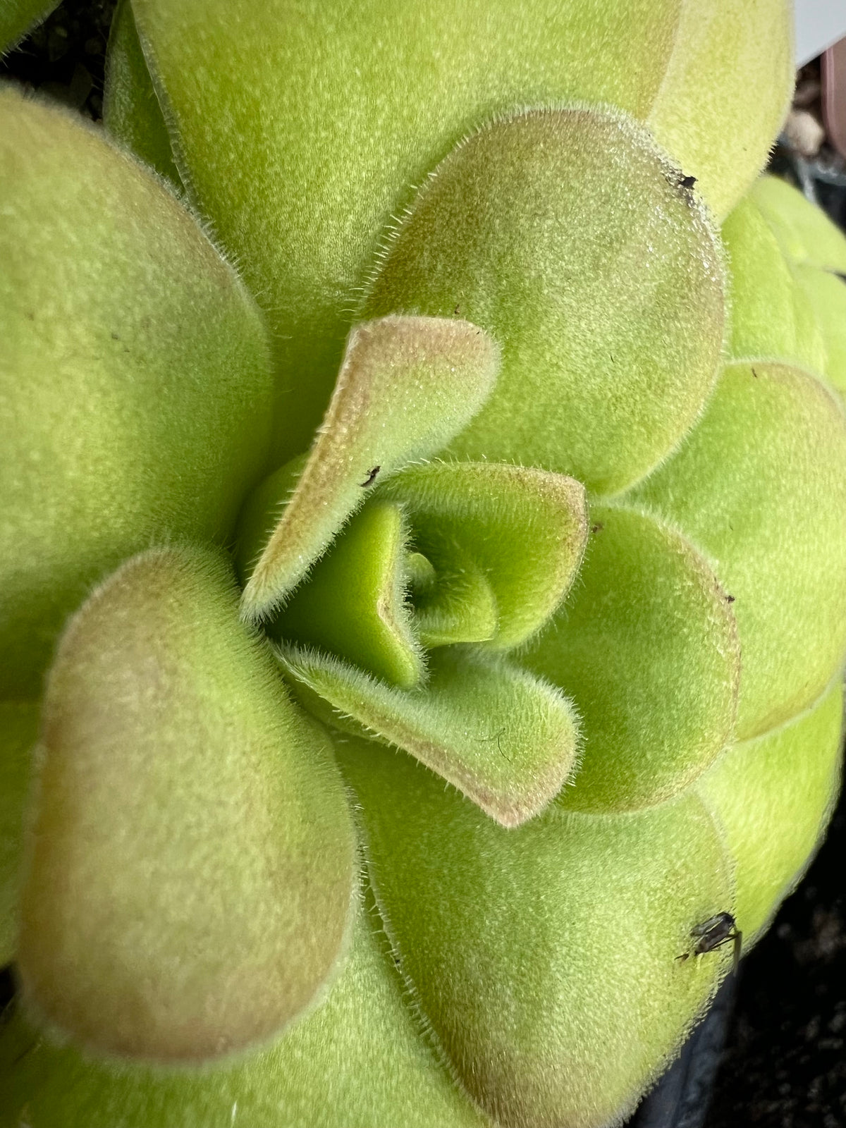A close up of a Pinguicula 