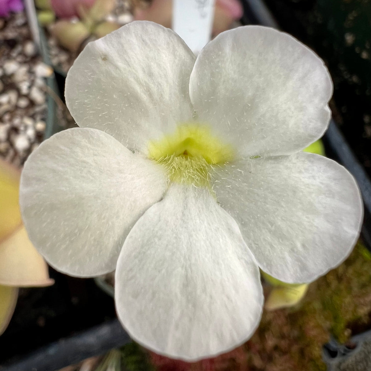Close-up image of a Pinguicula agnata 'Green Ghost' flower with white petals and a yellow throat.