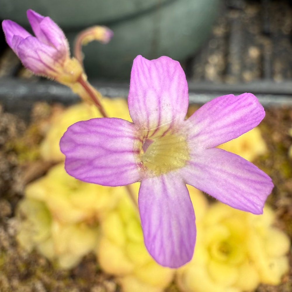 Close-up of a purple flower with a blurred natural background