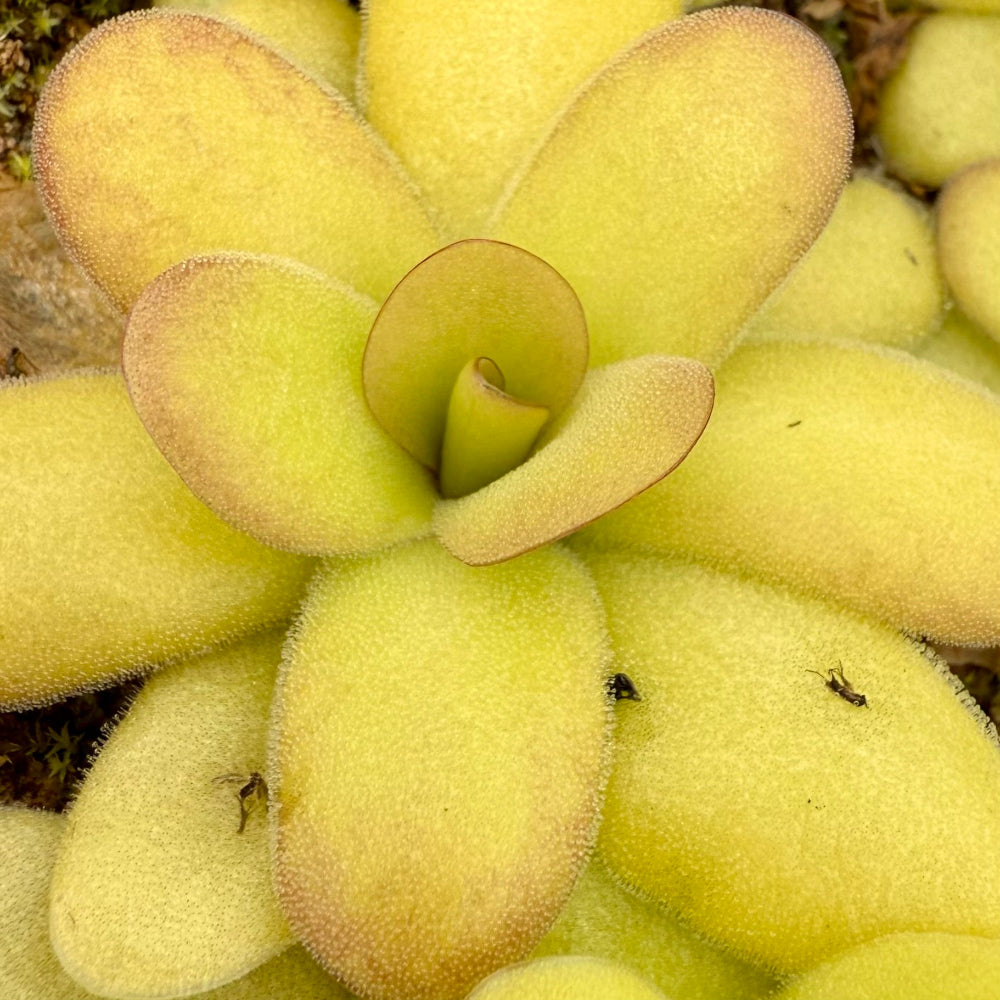 Close-up of a fuzzy green succulent plant