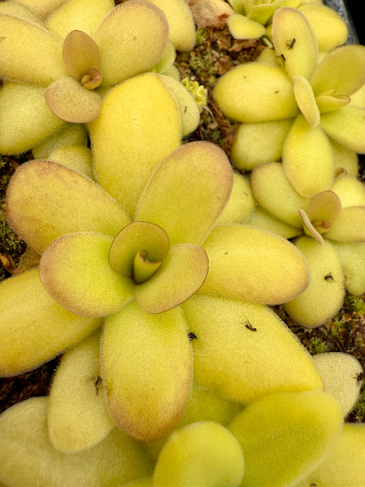 Close-up of a succulent plant with rounded, fleshy leaves.