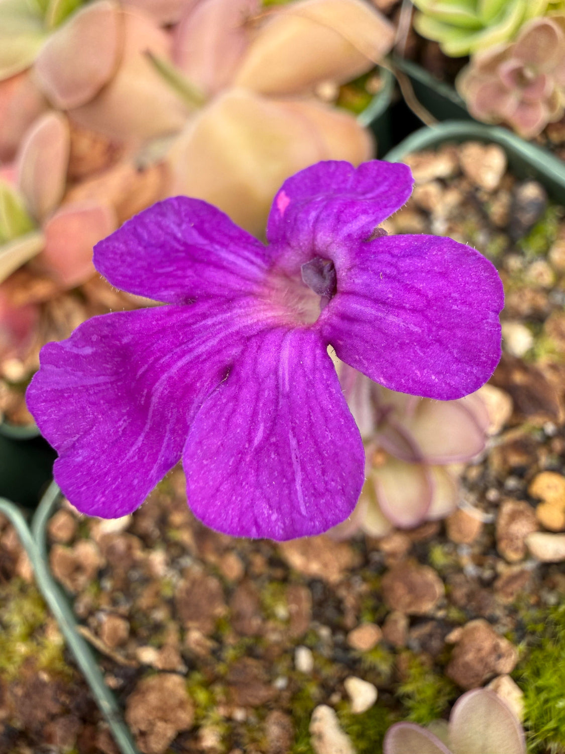 Pinguicula butterwort Blackberry Stardust Flower Up Close