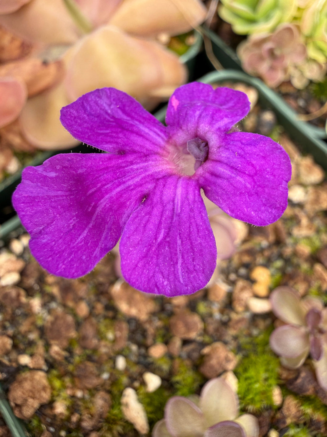 Pinguicula butterwort Blackberry Stardust flower up close