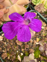 Pinguicula butterwort Blackberry Stardust flower up close