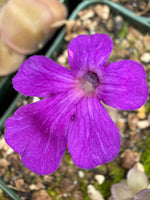 Pinguicula butterwort Blackberry Stardust flower top view