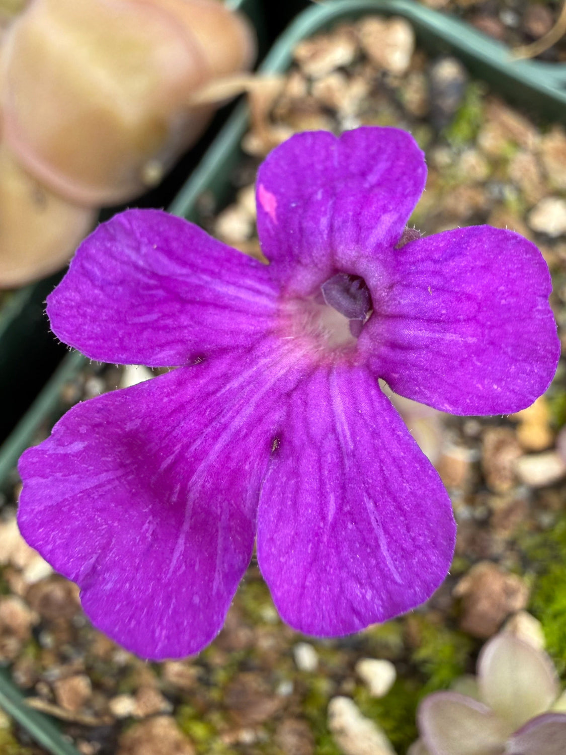 Pinguicula butterwort Blackberry Stardust flower top view