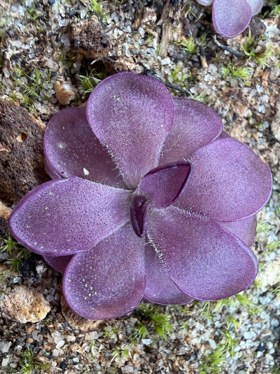 Pinguicula butterwort Blackberry Stardust rosette dark purple