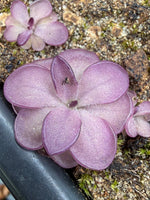 Pinguicula butterwort Blackberry Stardust rosette lighter purple