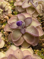 Pinguicula butterwort Blackberry Stardust rosette with flower bud