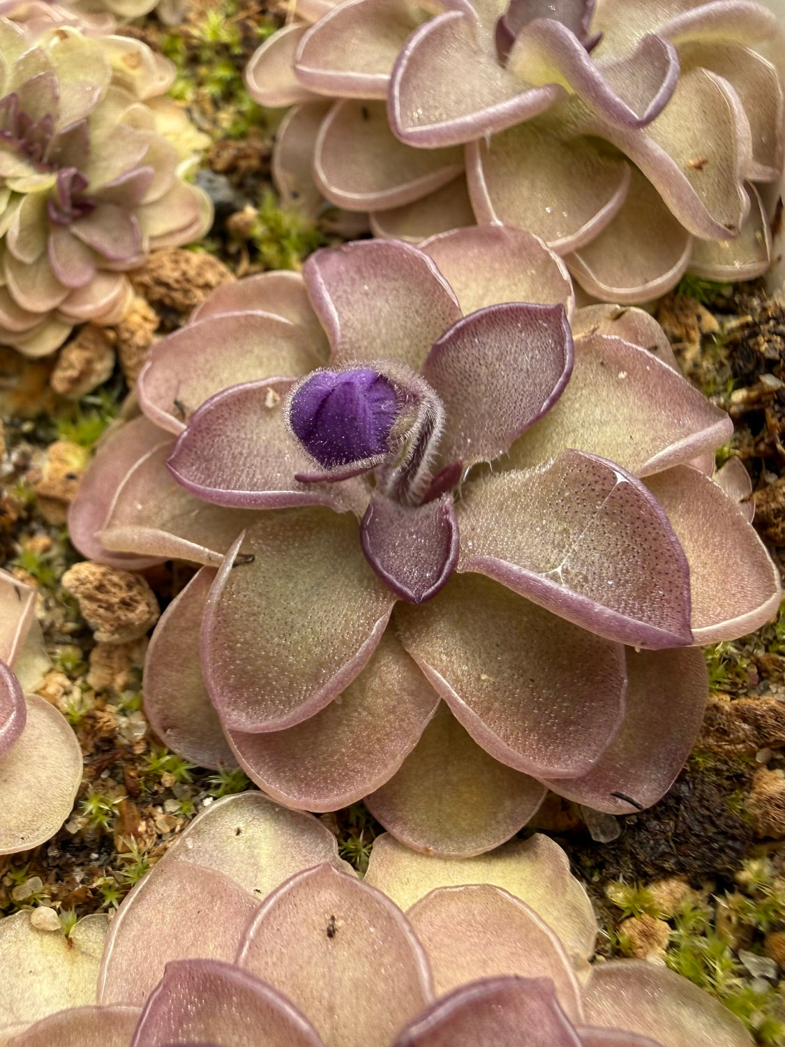 Pinguicula butterwort Blackberry Stardust rosette with flower bud