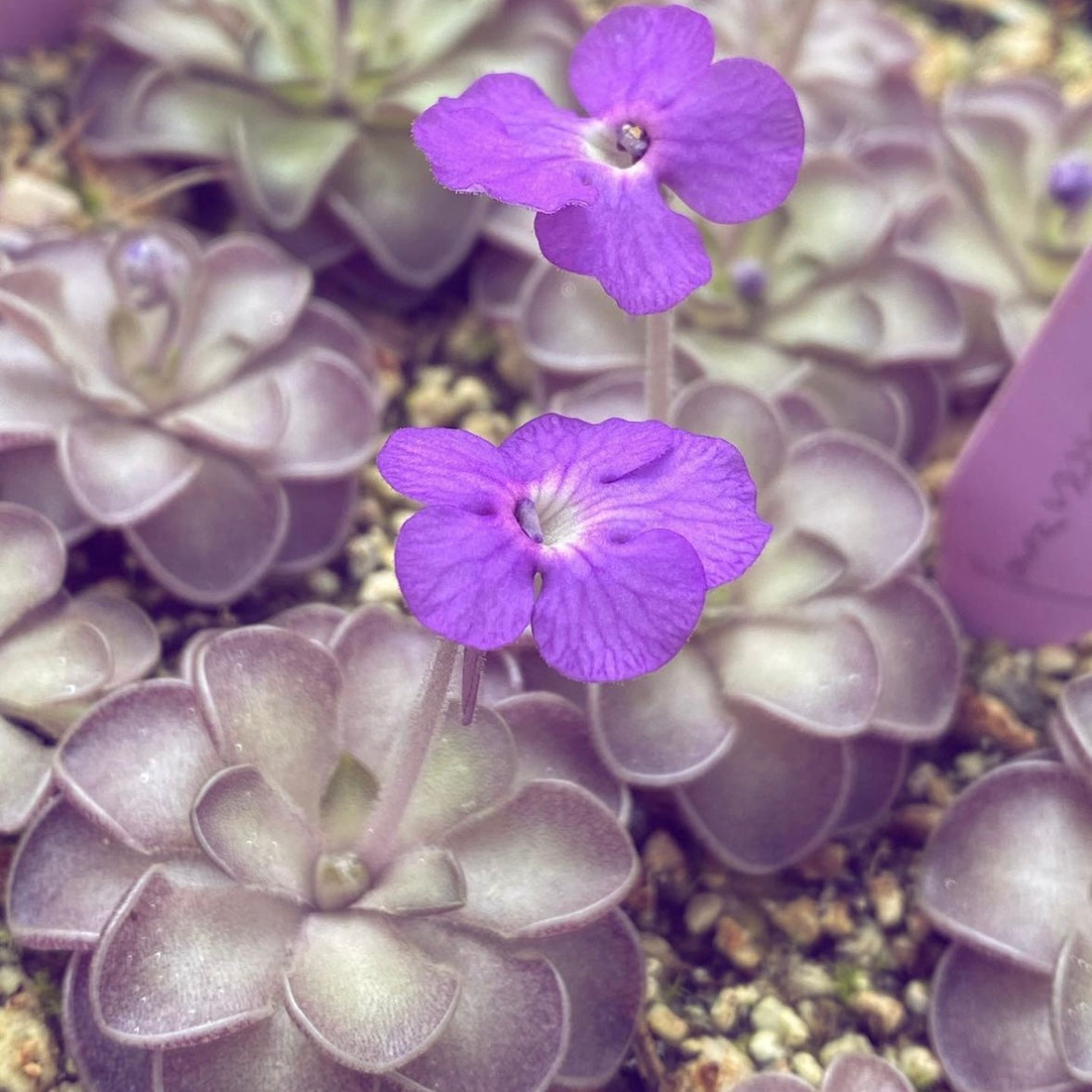 Pinguicula cyclosecta