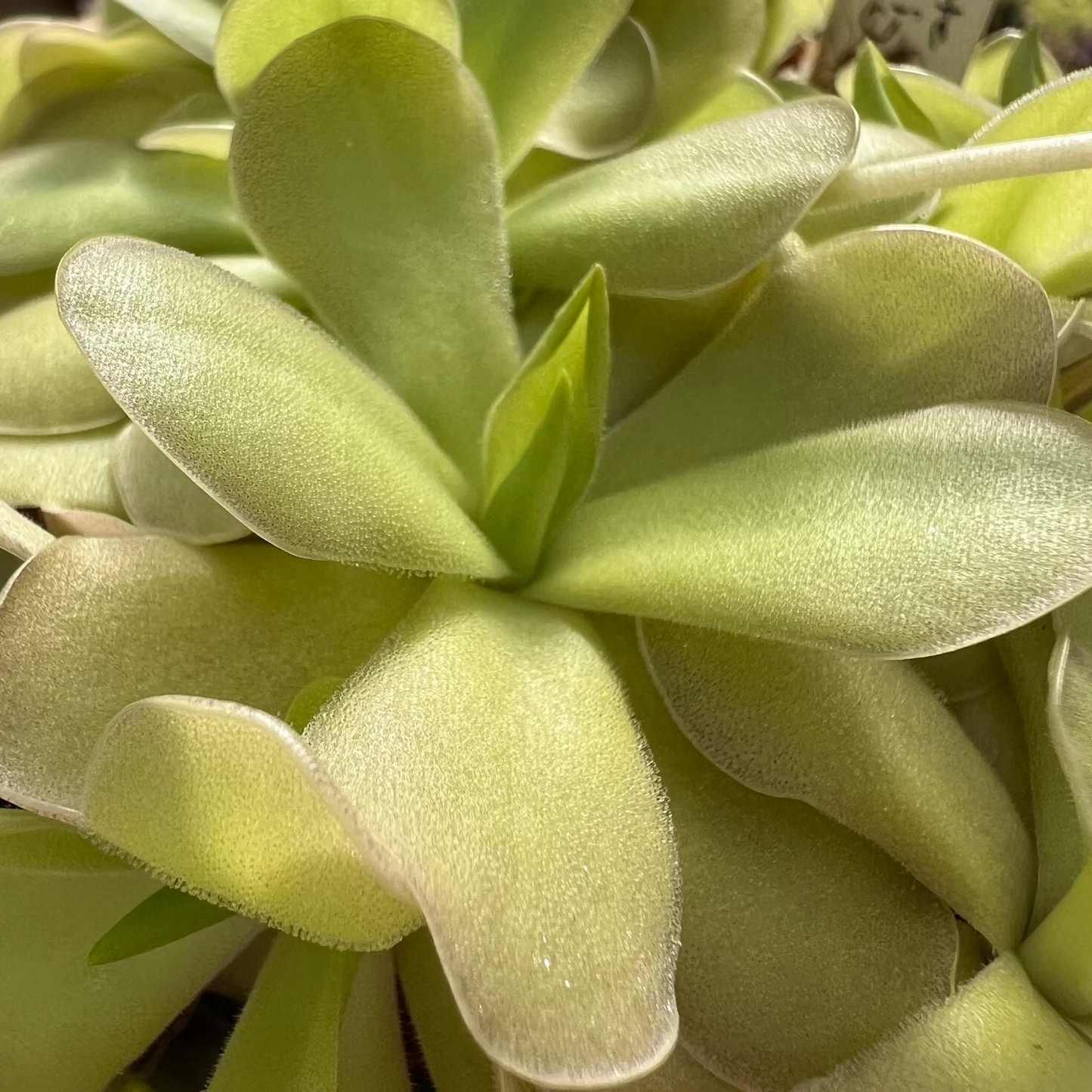 A bright green Pinguicula rosette with sticky leaves