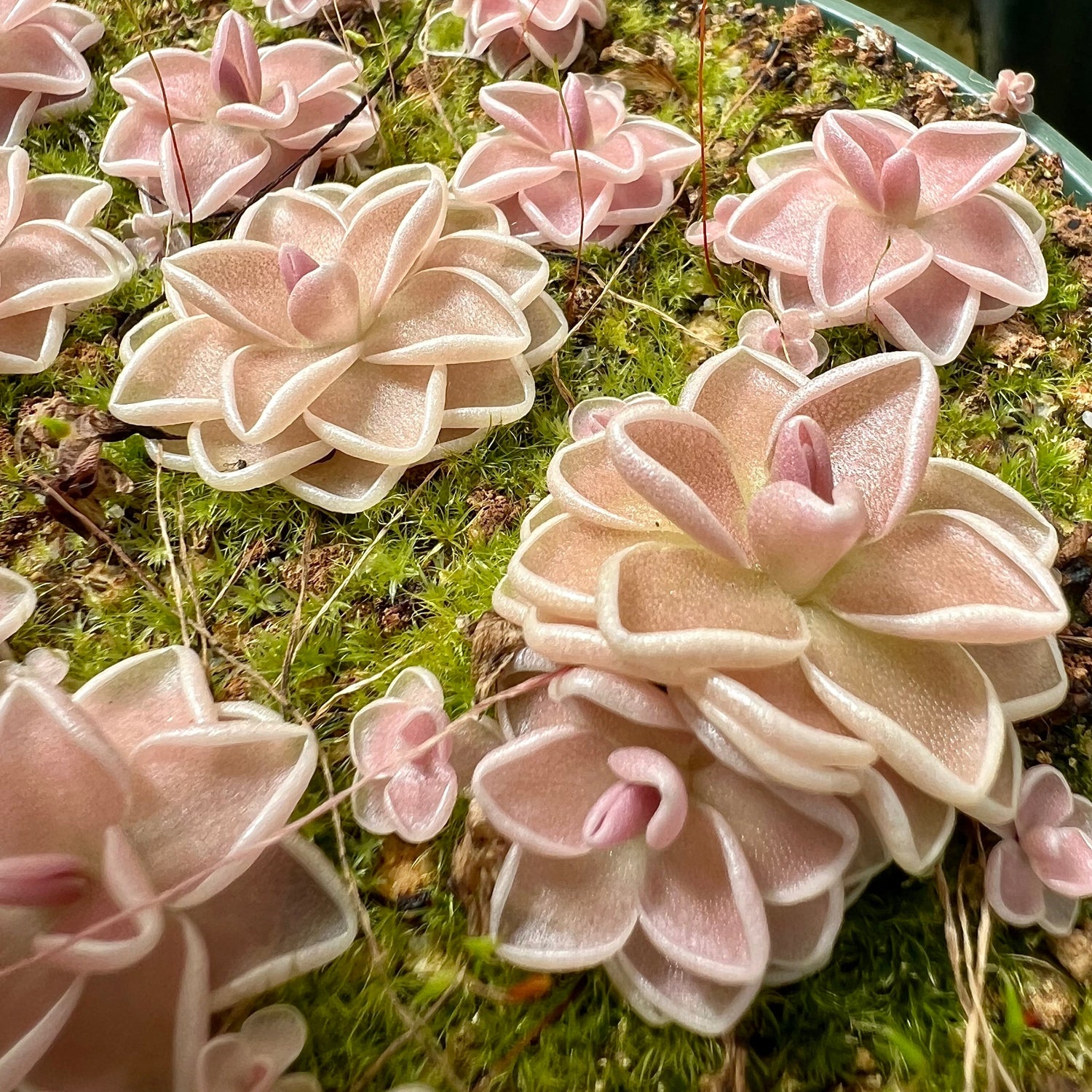 Pinguicula ehlersiae Cotton Candy Butterwort