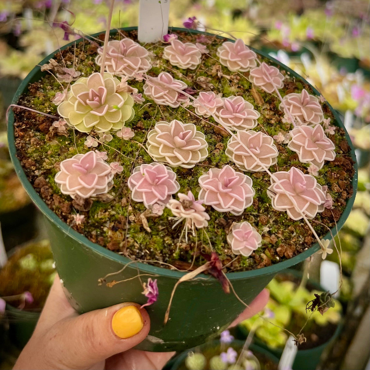 Pinguicula ehlersiae Cotton Candy Butterwort