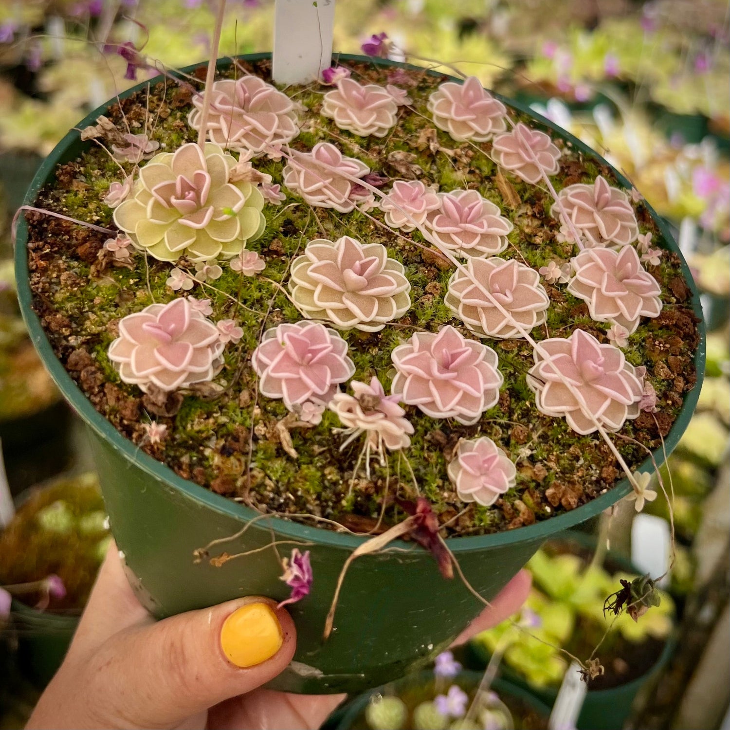 Pinguicula ehlersiae Cotton Candy Butterwort