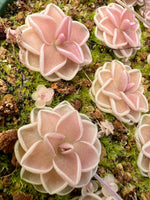 Pinguicula ehlersiae Cotton Candy Butterwort