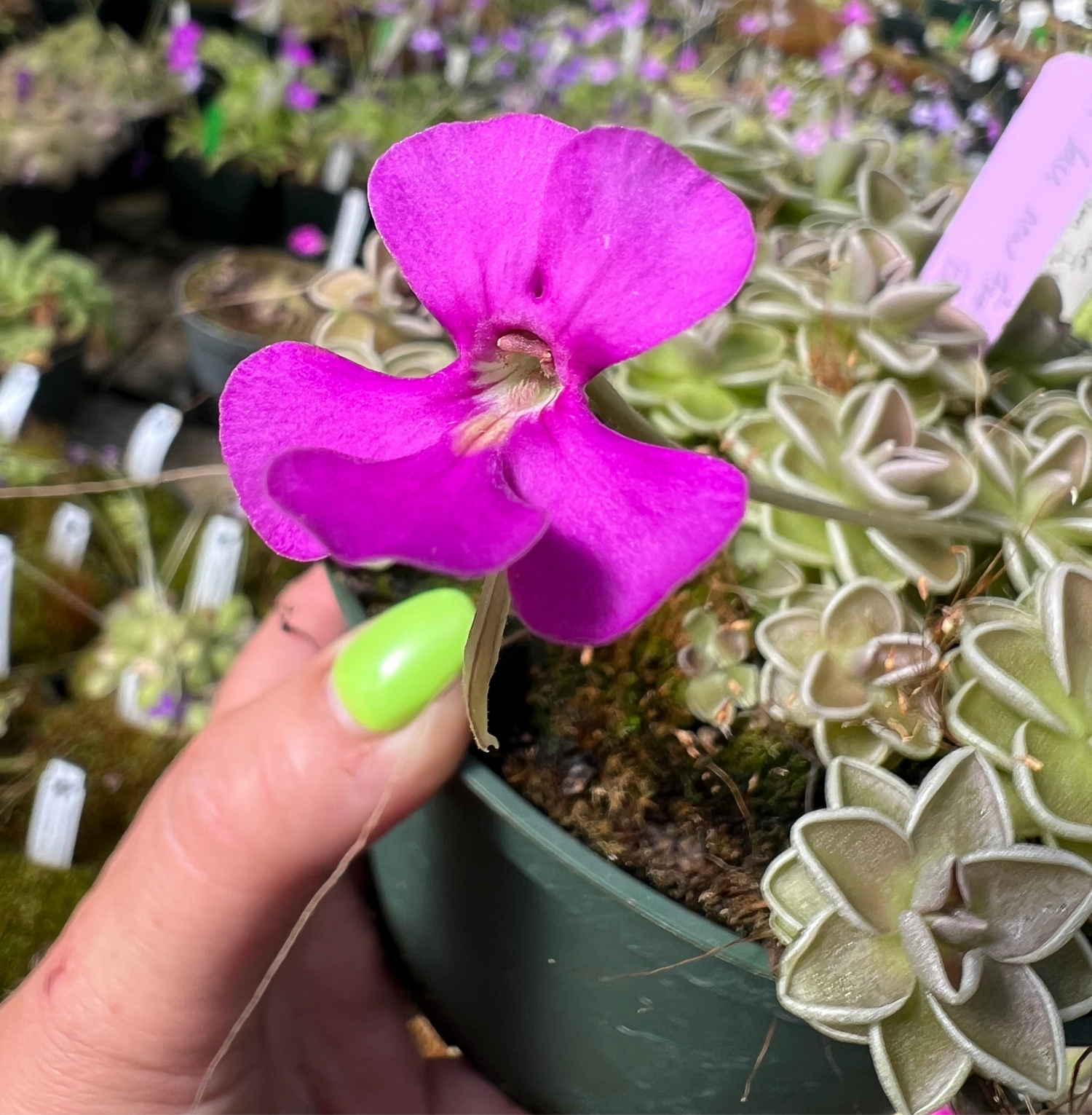 Pinguicula ehlersiae Ixmiquilpan Butterwort