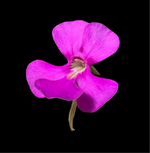 Pinguicula ehlersiae Ixmiquilpan Butterwort