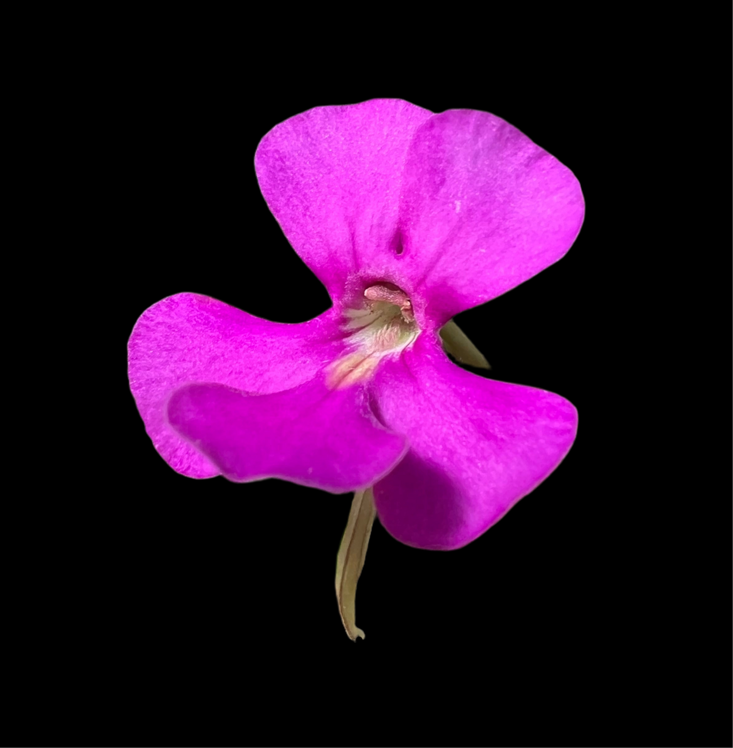 Pinguicula ehlersiae Ixmiquilpan Butterwort