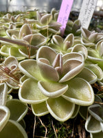 Pinguicula ehlersiae Ixmiquilpan Butterwort
