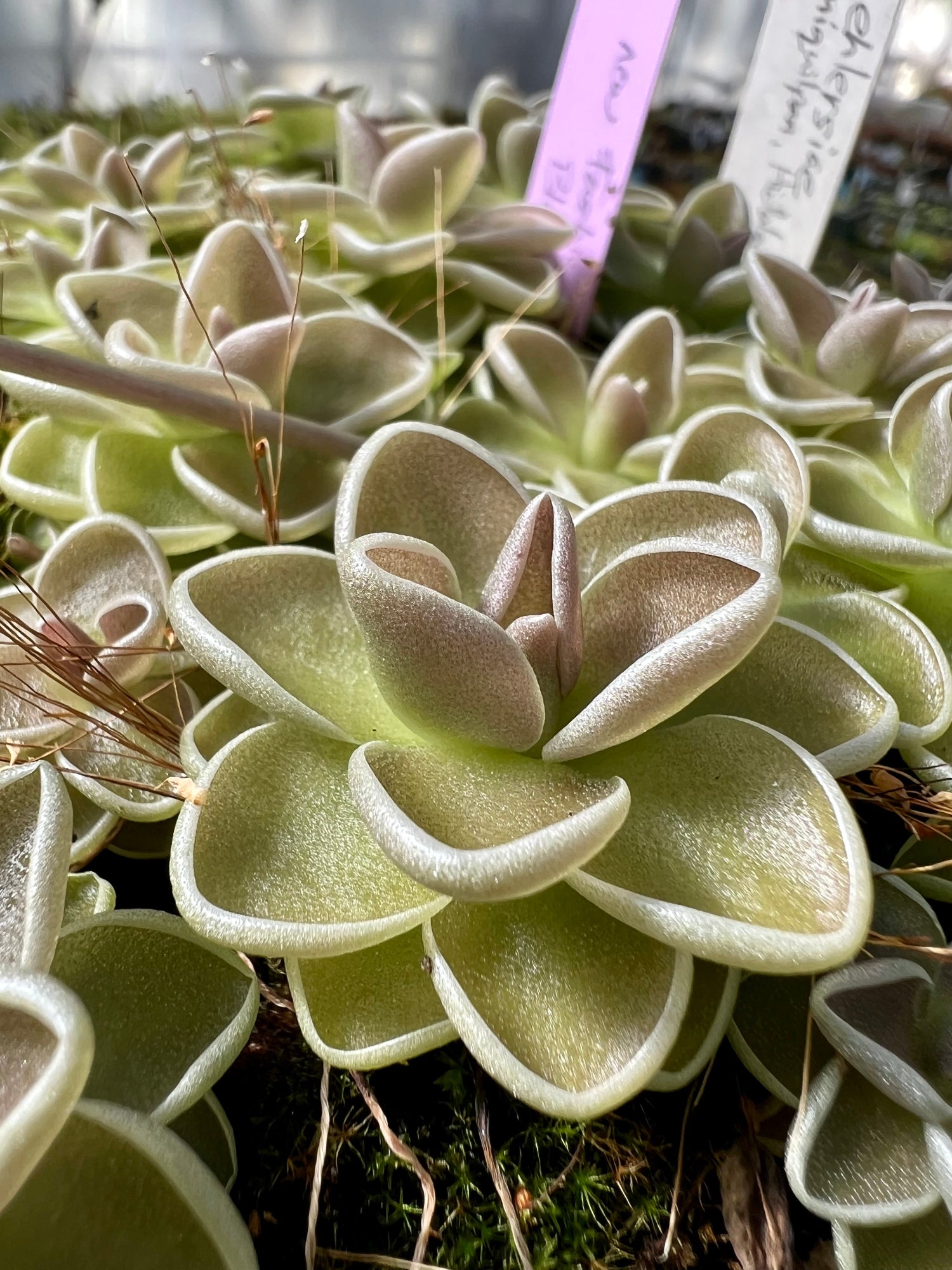 Pinguicula ehlersiae Ixmiquilpan Butterwort