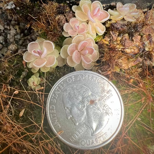 Pinguicula ehlersiae Ixmiquilpan Butterwort