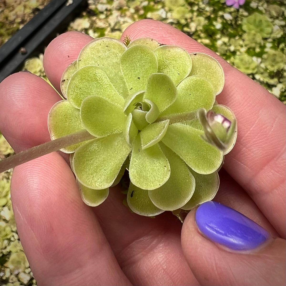 Pinguicula ehlersiae Mighty Mouse Butterwort