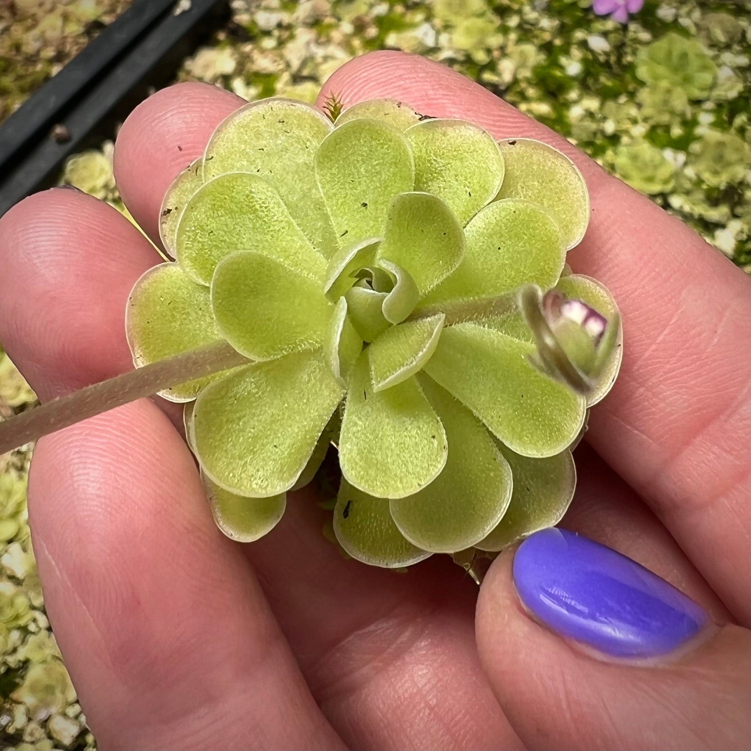 Pinguicula ehlersiae Mighty Mouse Butterwort