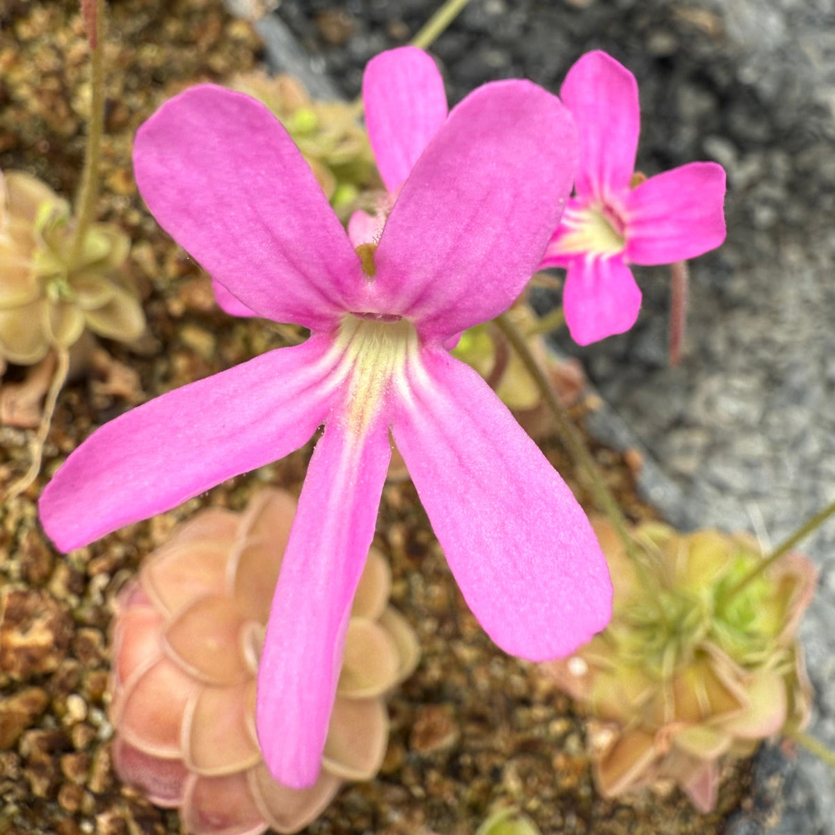 Two Pinguicula flowers that are pink and have thin petals growing out of pink rosettes