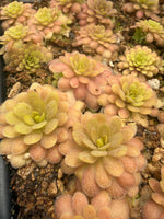 Pinguicula emarginata gypsicola rosette