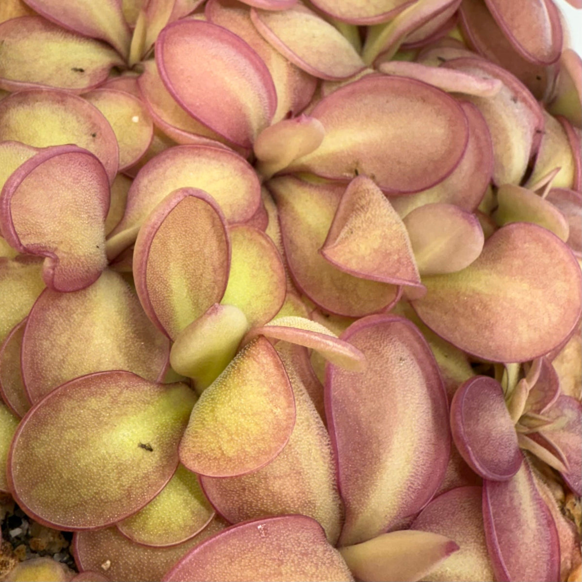 Pinguicula emarginata sp Lautner Clone B Butterwort