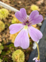 Pinguicula emarginata x gypsicola