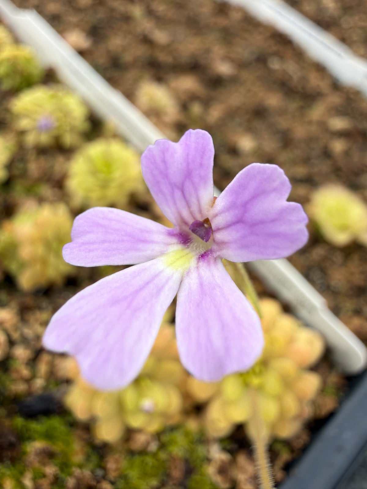 Pinguicula emarginata x gypsicola